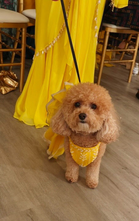 Yellow Lehenga Set