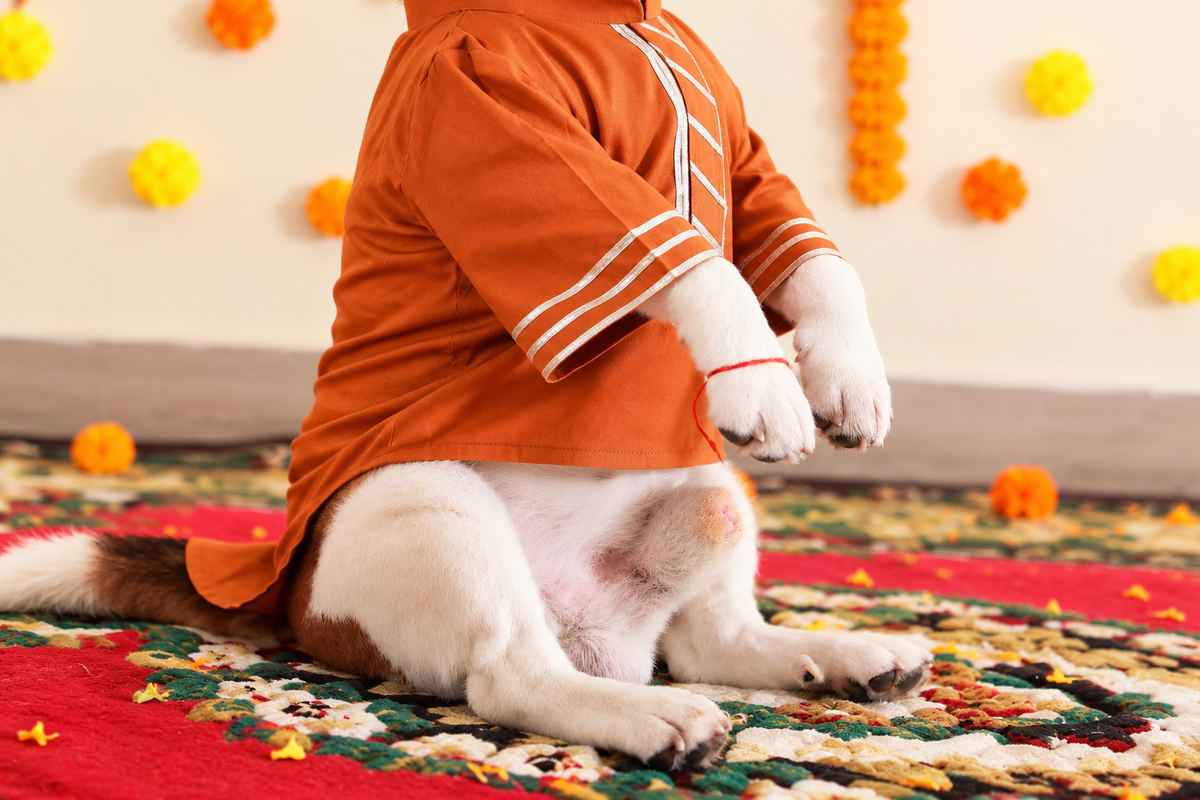 Brown Gota Kurta Twinning set