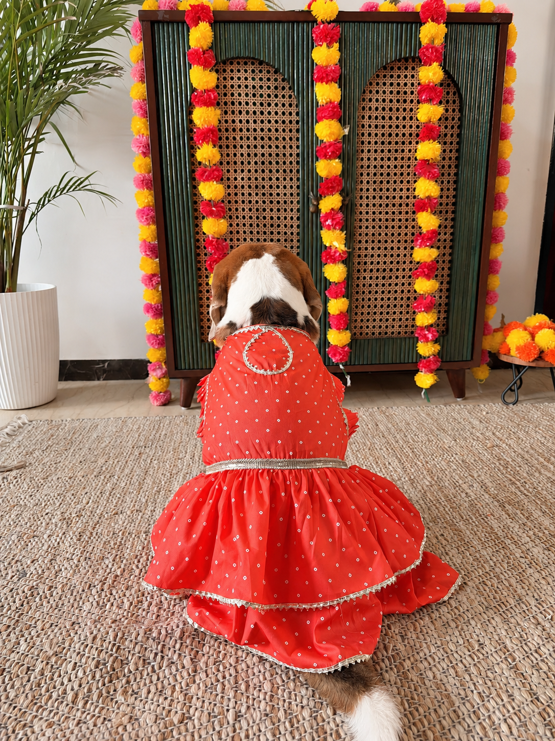 Orange Bandhani Anarkali Dress Twinning set