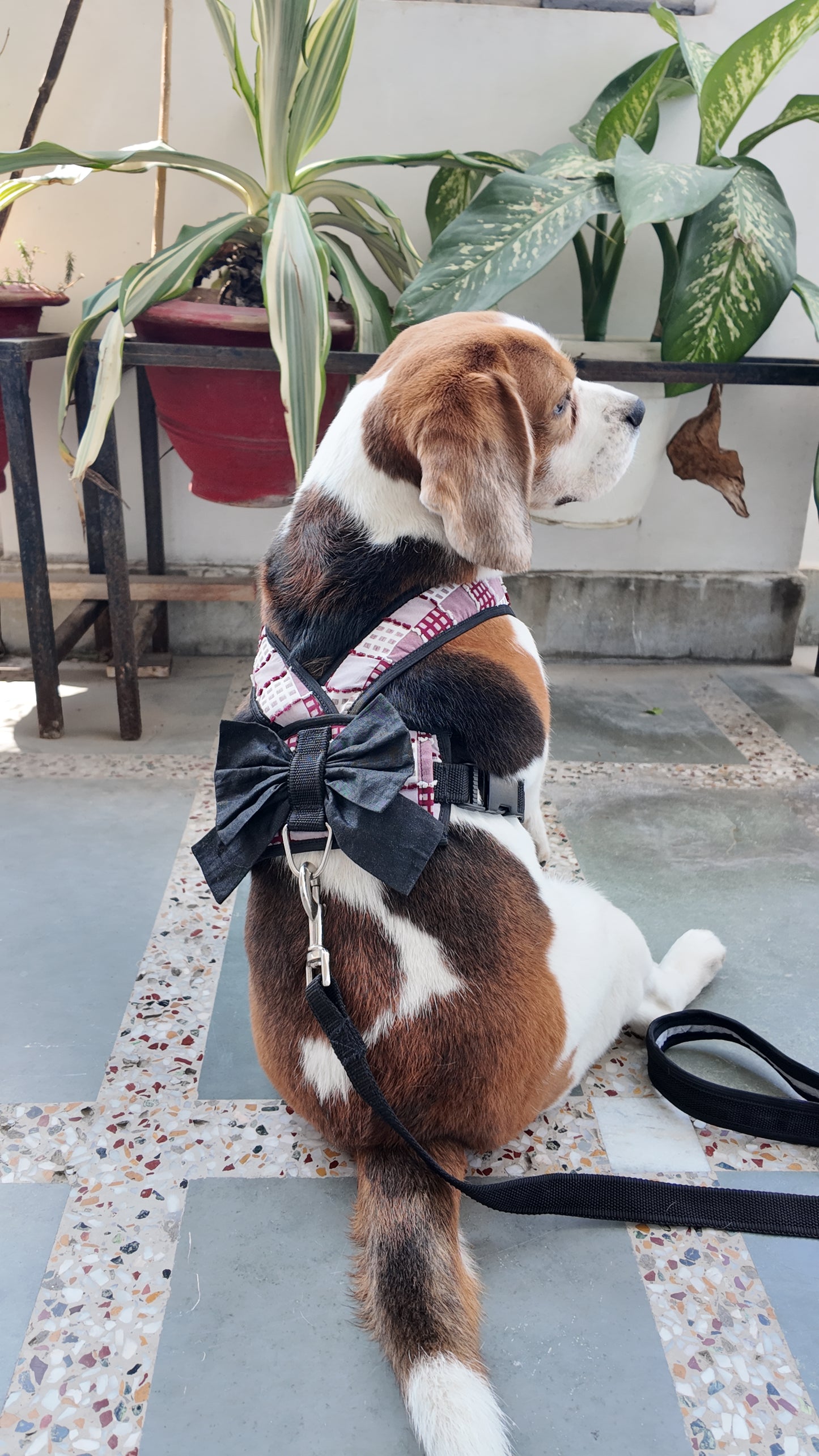 Red checked Harness with Bow