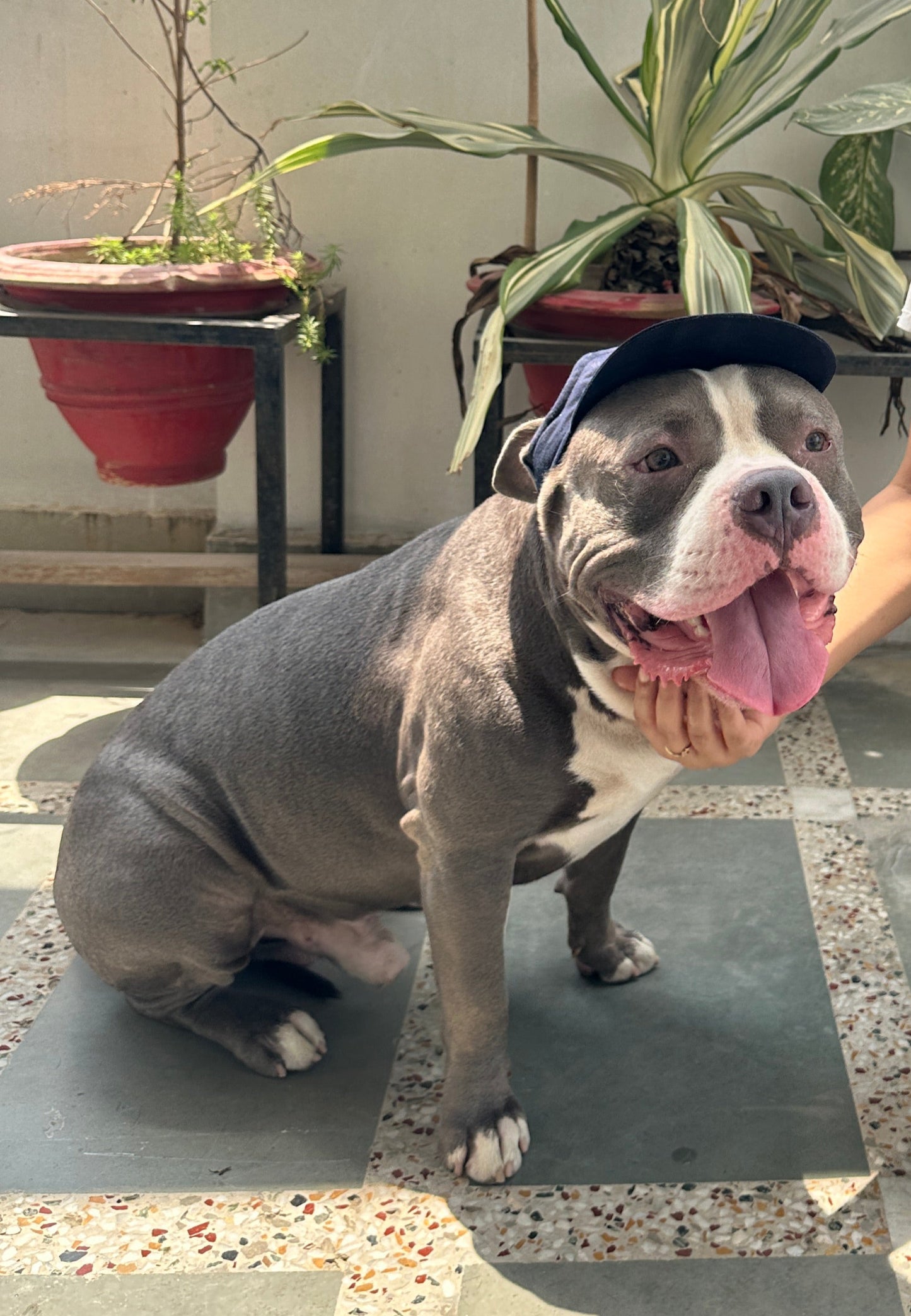 Denim Dungaree Cap Twinning set