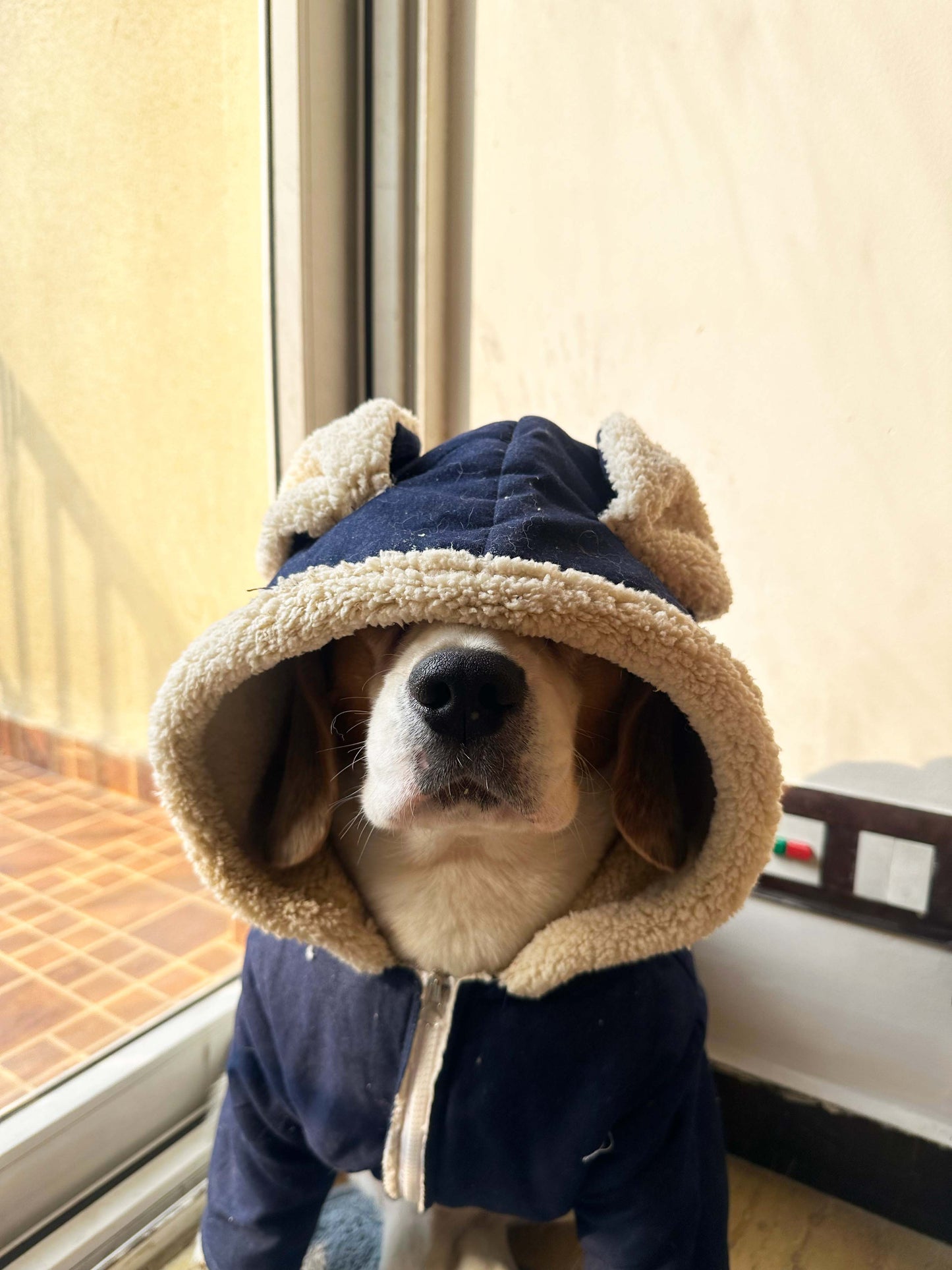 Denim teddy Jacket Twinning set