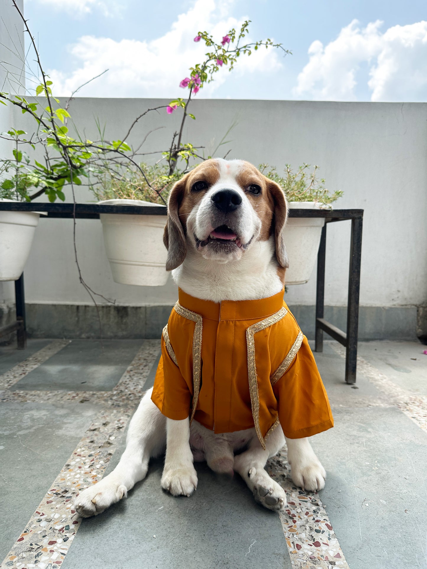 Mustard Kurta Jacket set