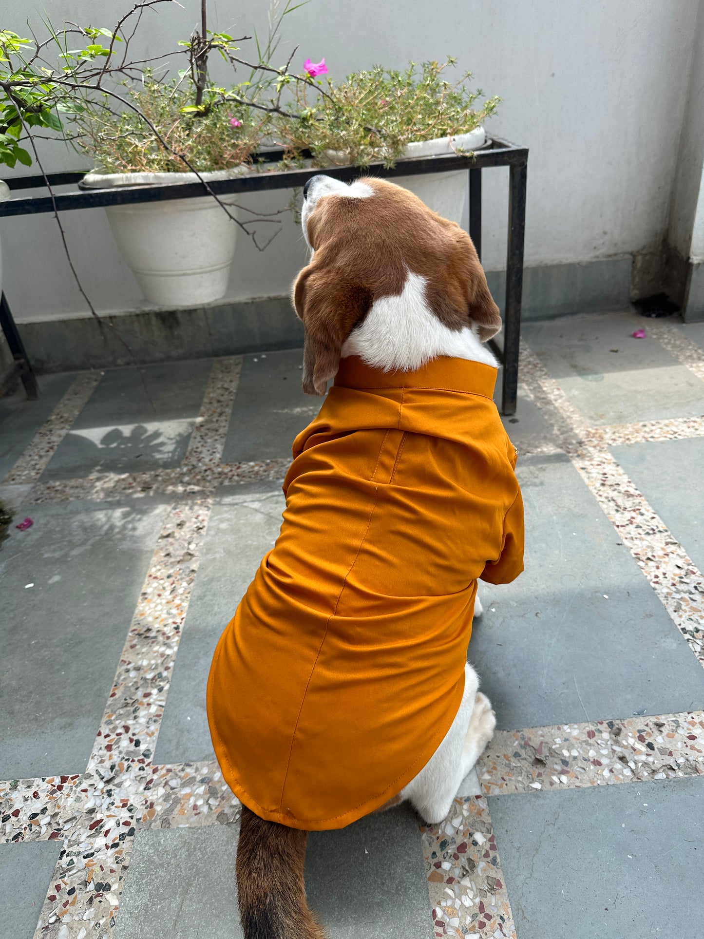 Mustard Kurta Jacket set