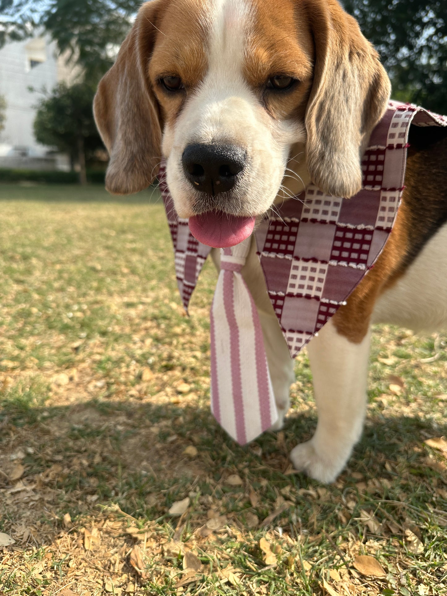 Red Sailor Collar with Tie