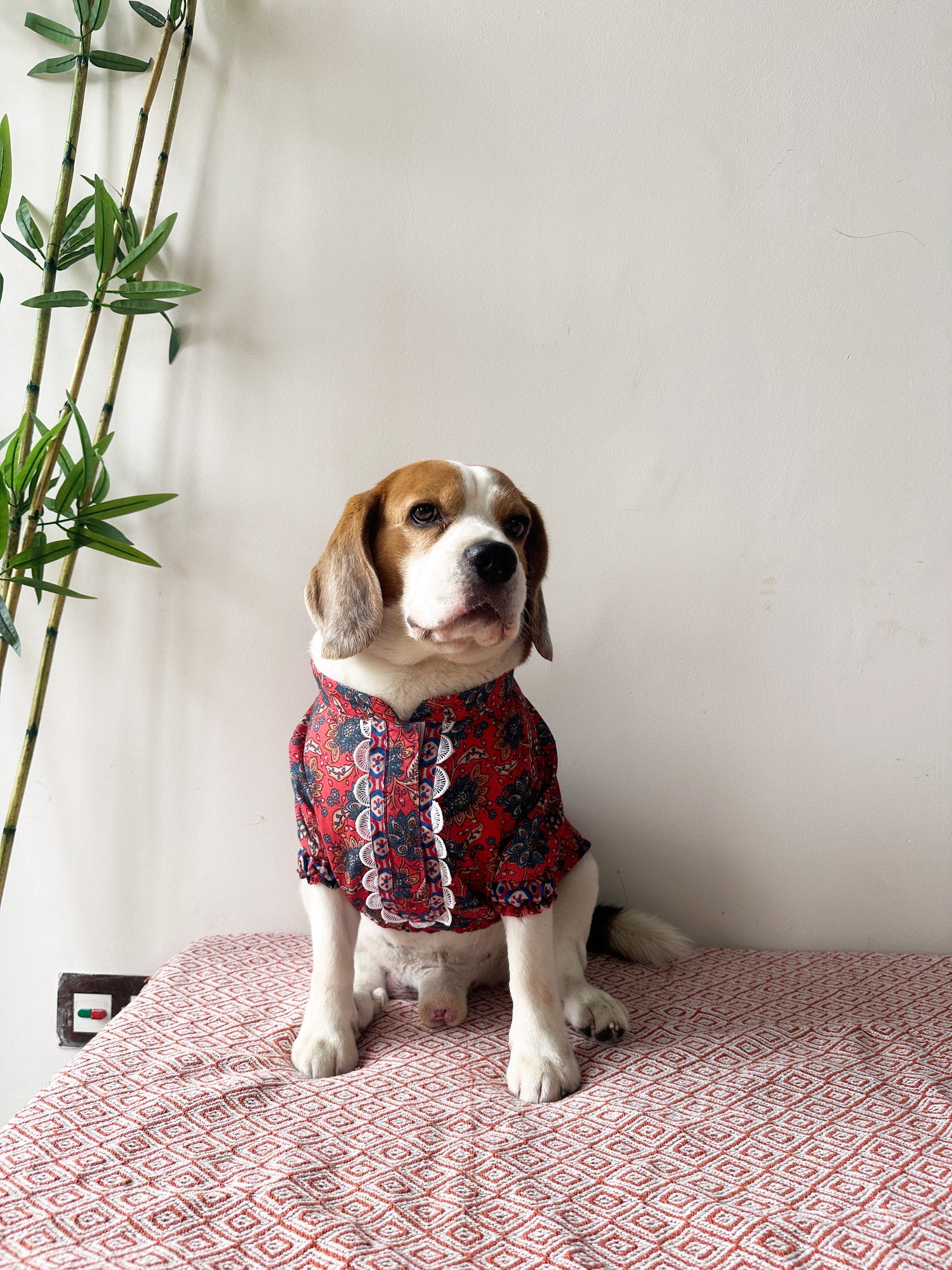 Festive Wear