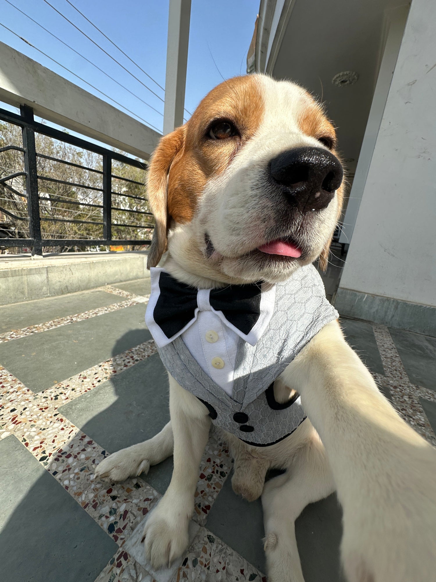 Harness