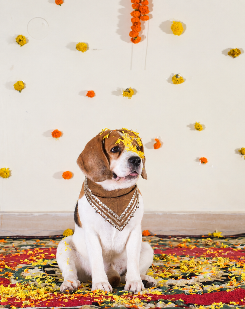 Brown Ghungroo Bandana