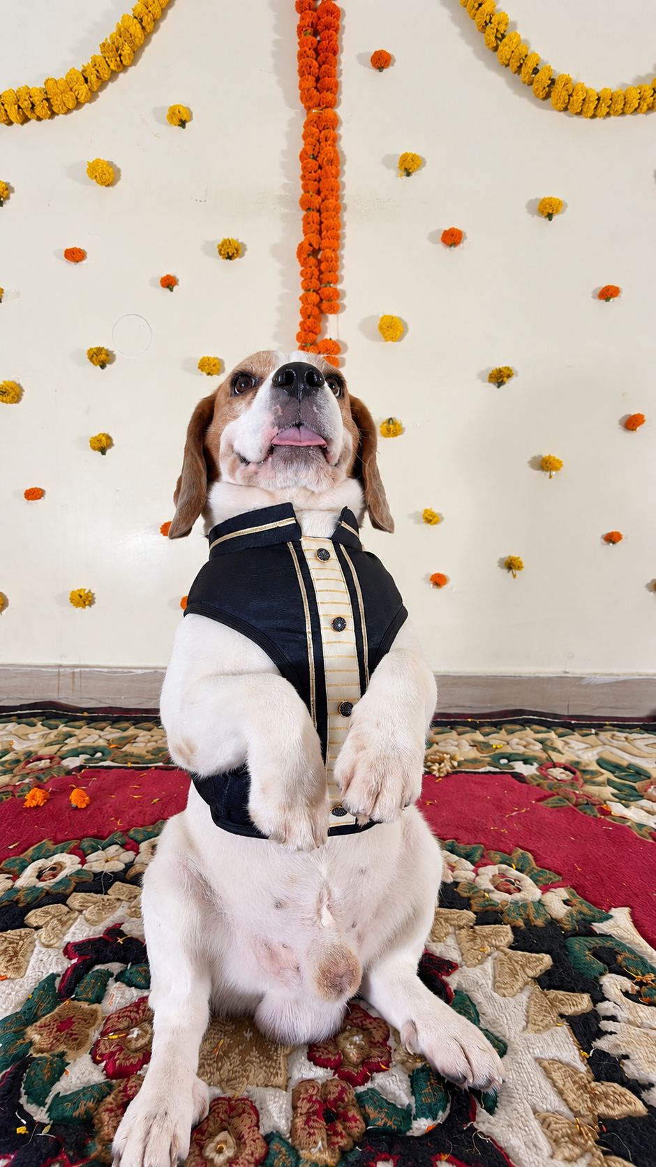 Black Kurta Harness