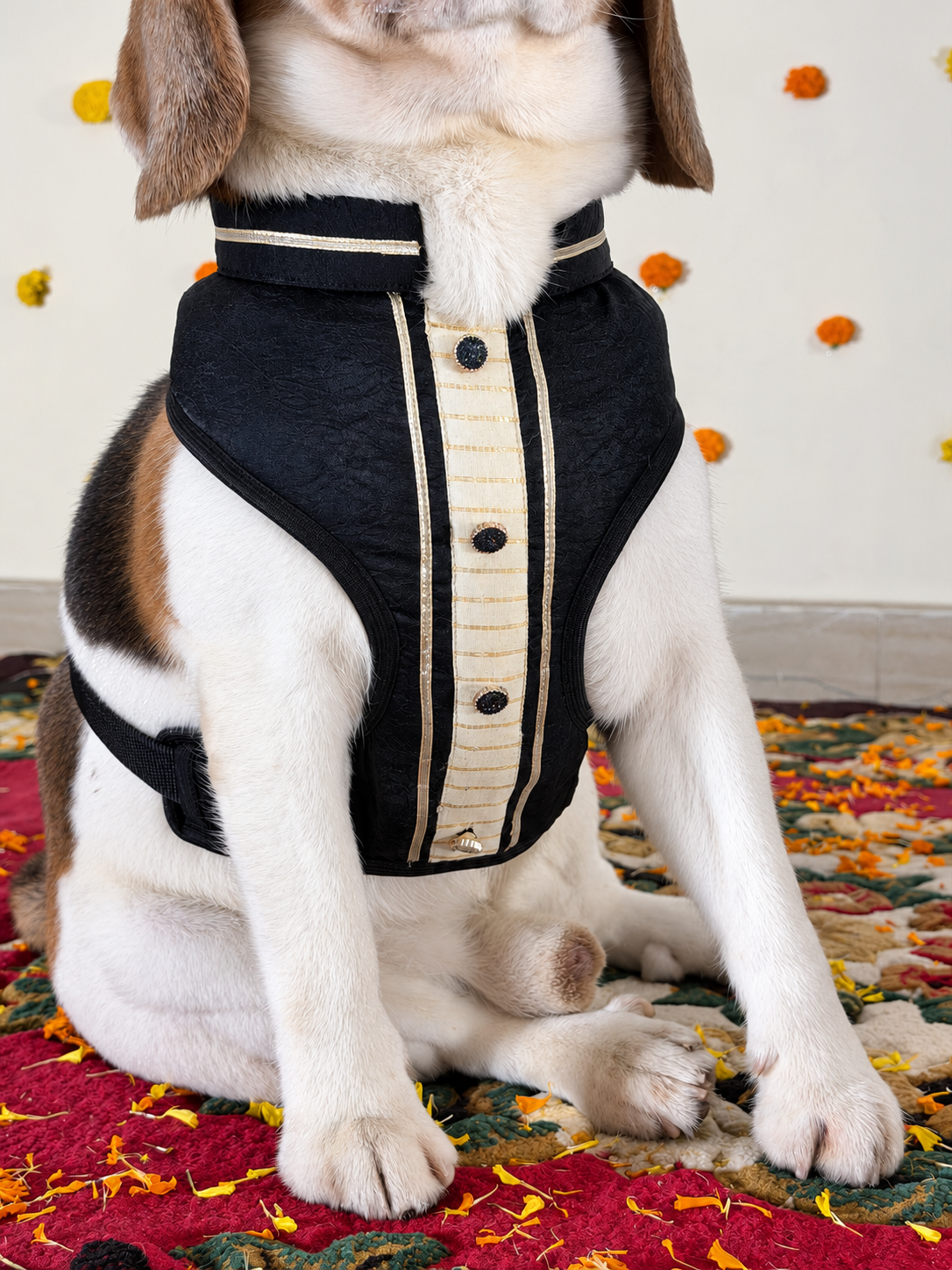 Black Saree Harness Twinning set