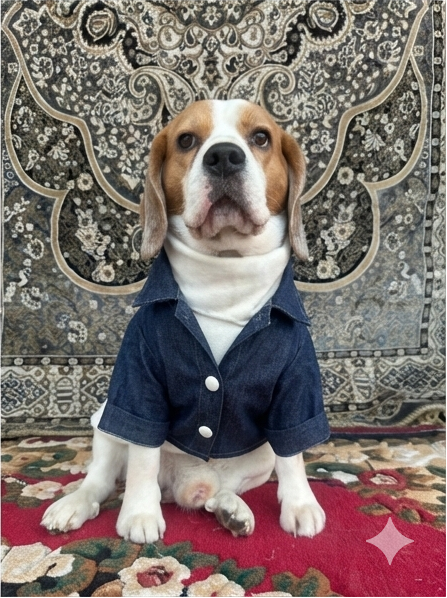 Denim Jacket Skeeve set