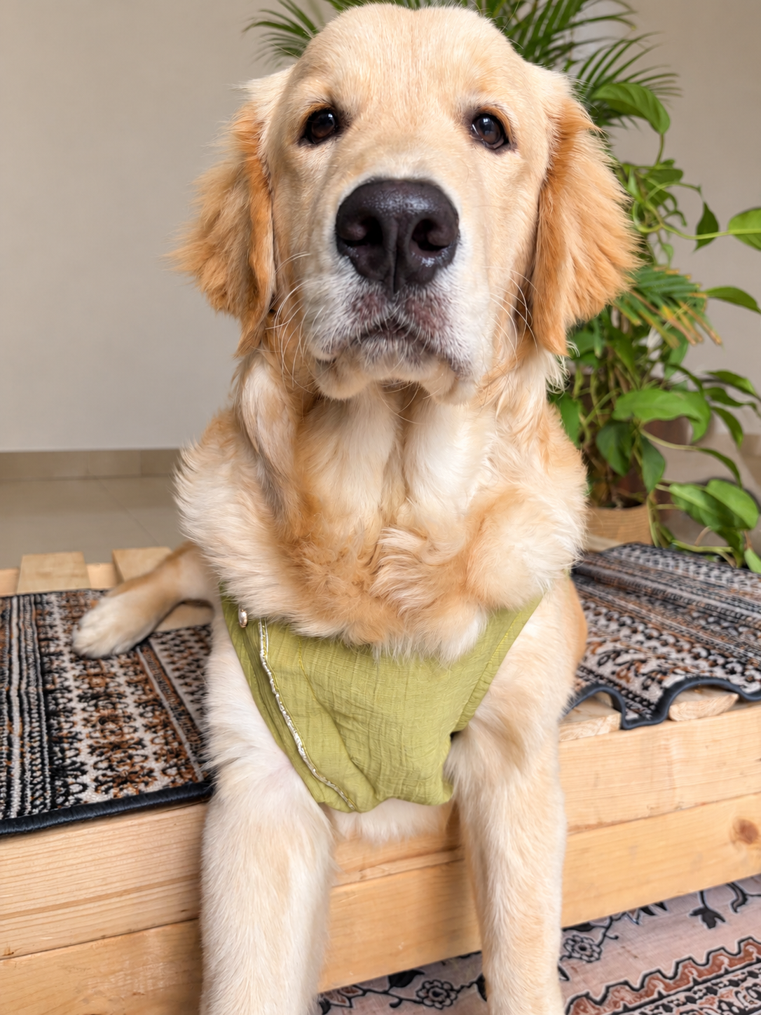 Green Sleeveless Angrakha