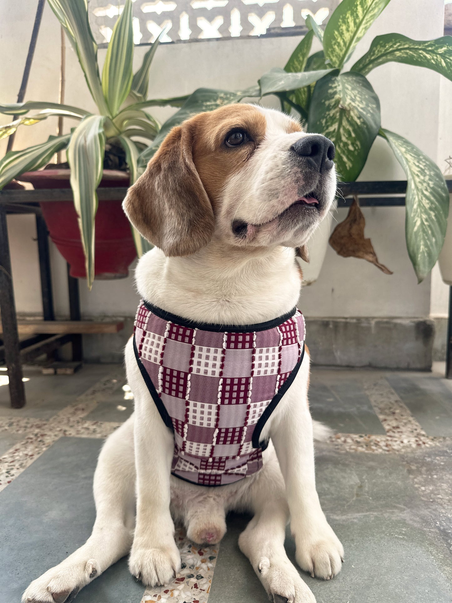 Red Checked Harness Twinning Set