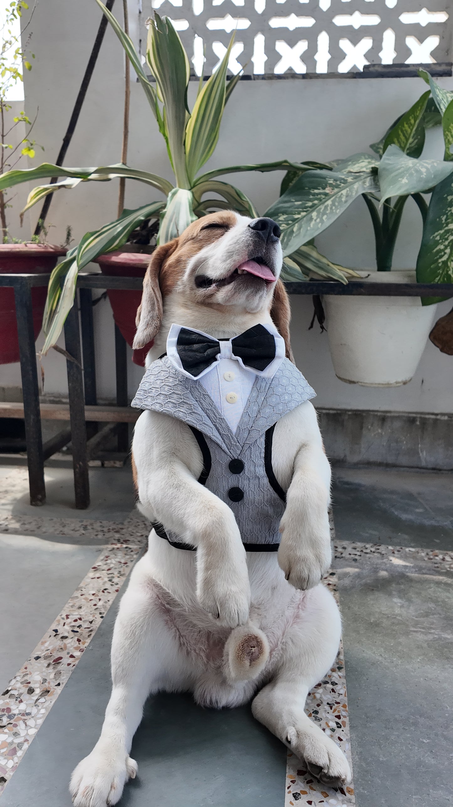 Grey Harness Twinning Set