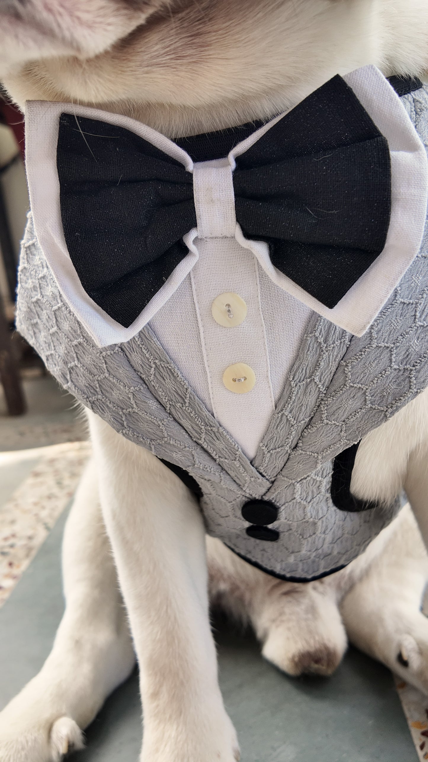 Grey Tuxedo Harness