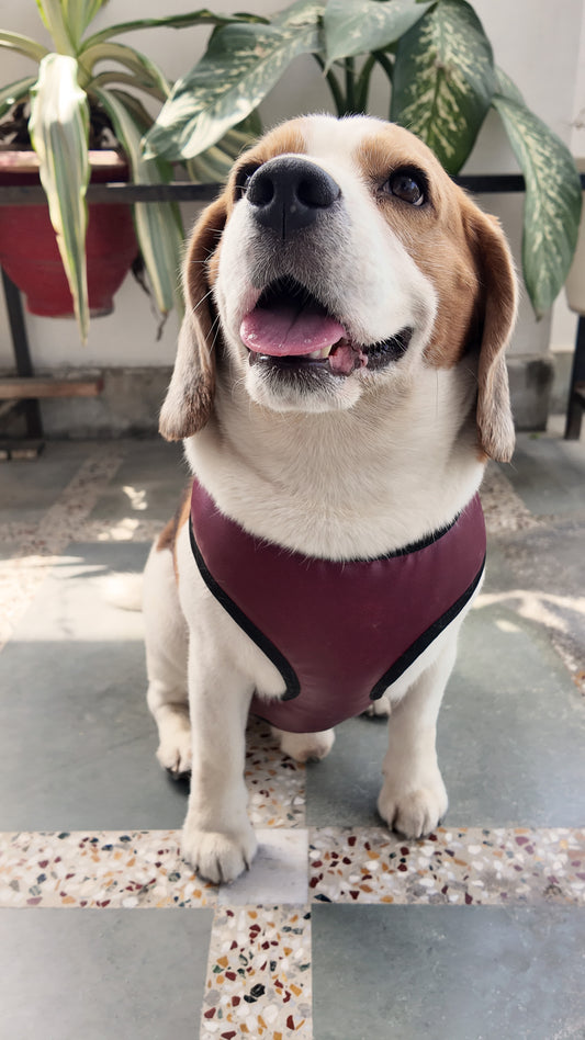 Red Leather Harness