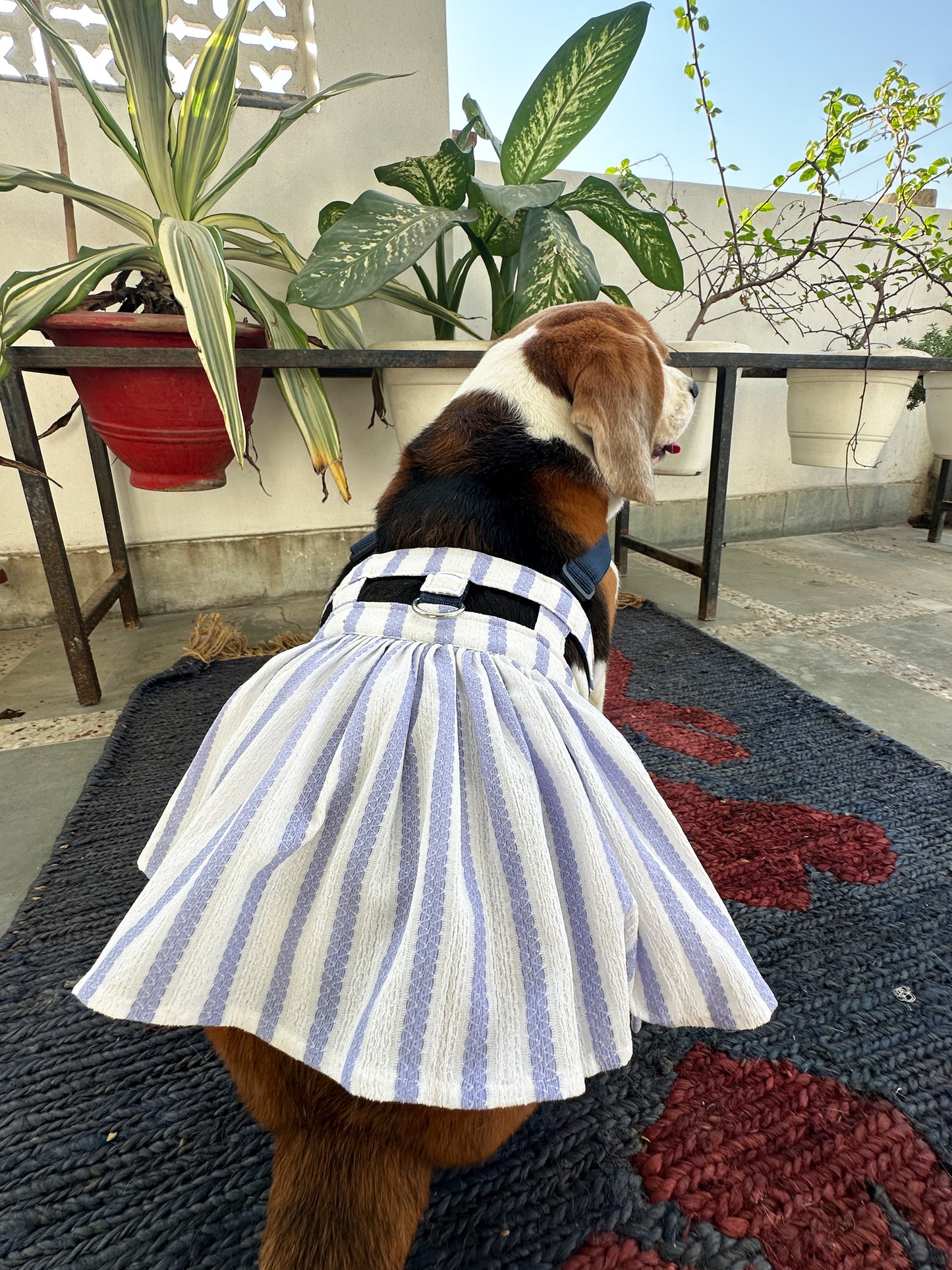 Blue stripped Dress Harness