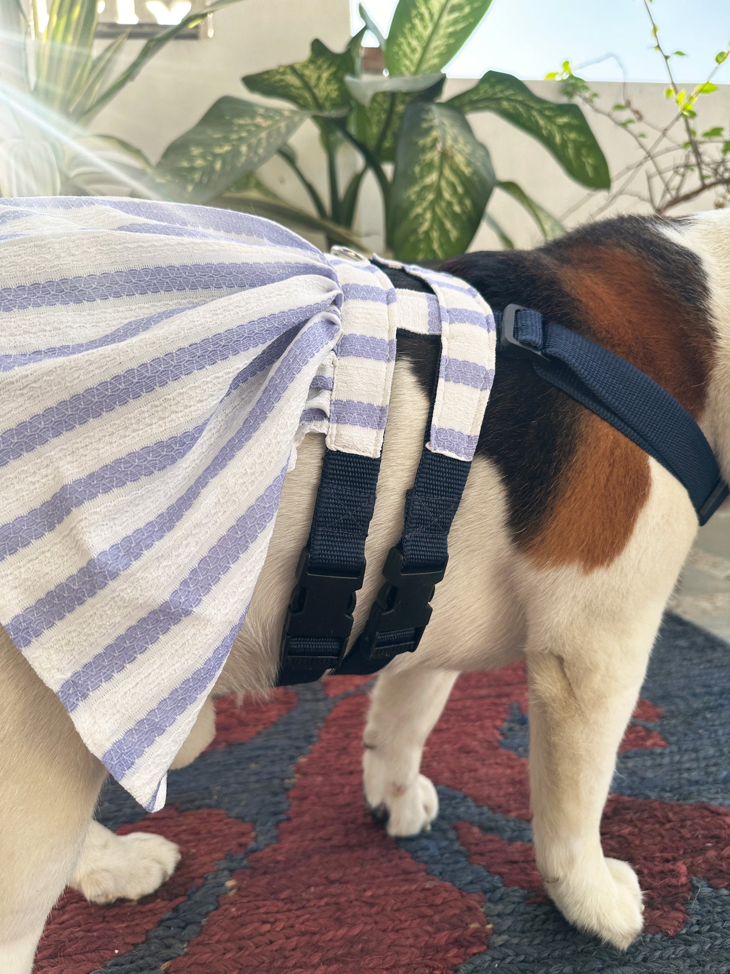 Blue stripped Dress Harness