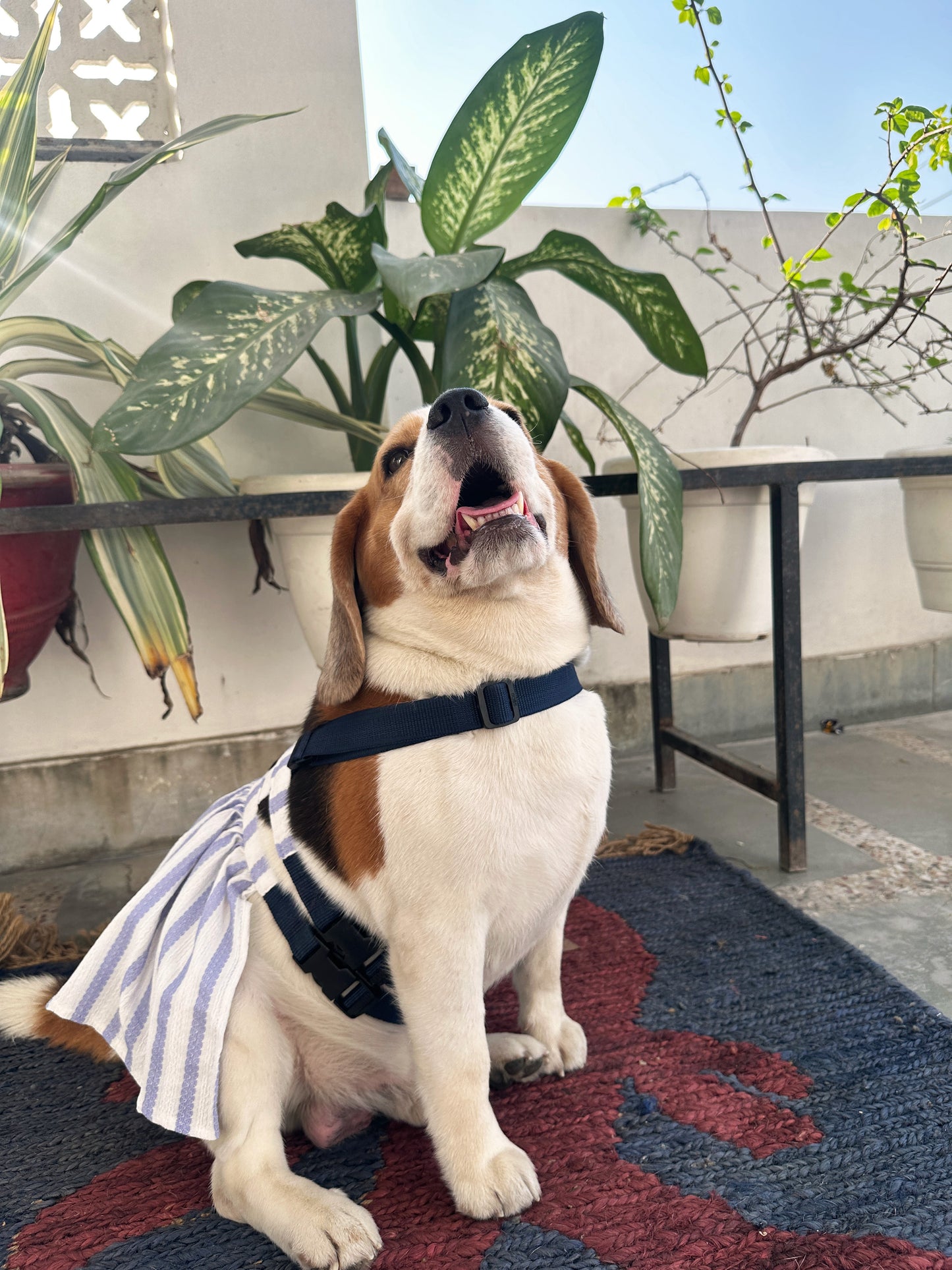 Blue stripped Dress Harness