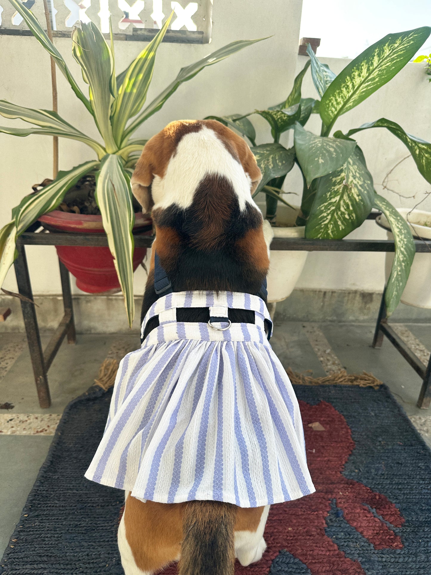 Blue stripped Dress Harness