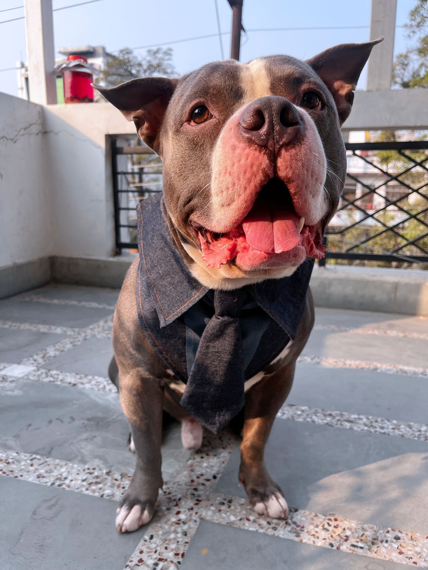 Denim Tuxedo Bandana
