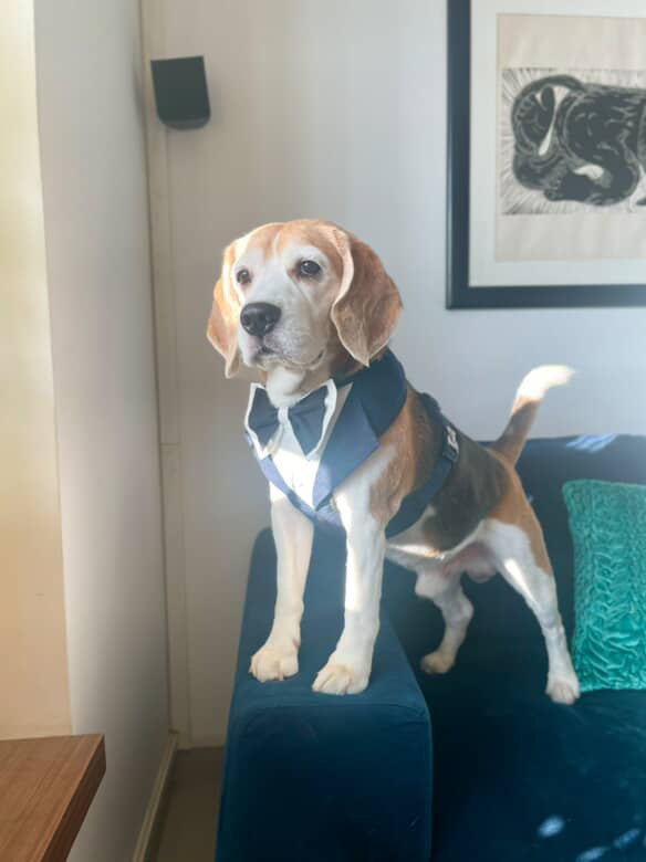 Denim Tuxedo Harness