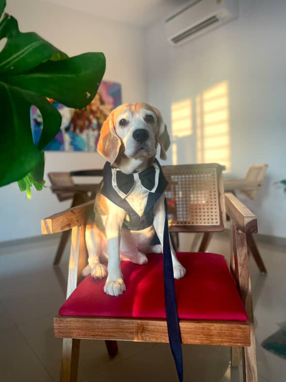 Denim Tuxedo Harness