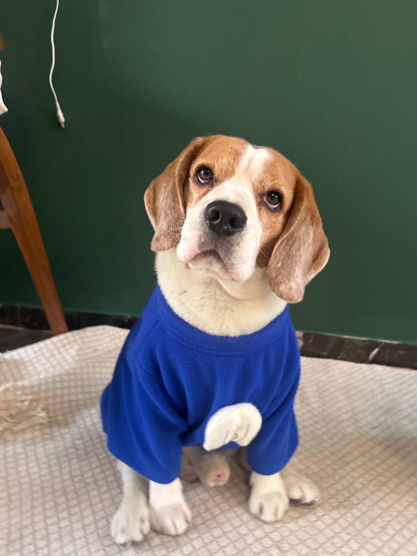 Blue Sweatshirt Twinning set