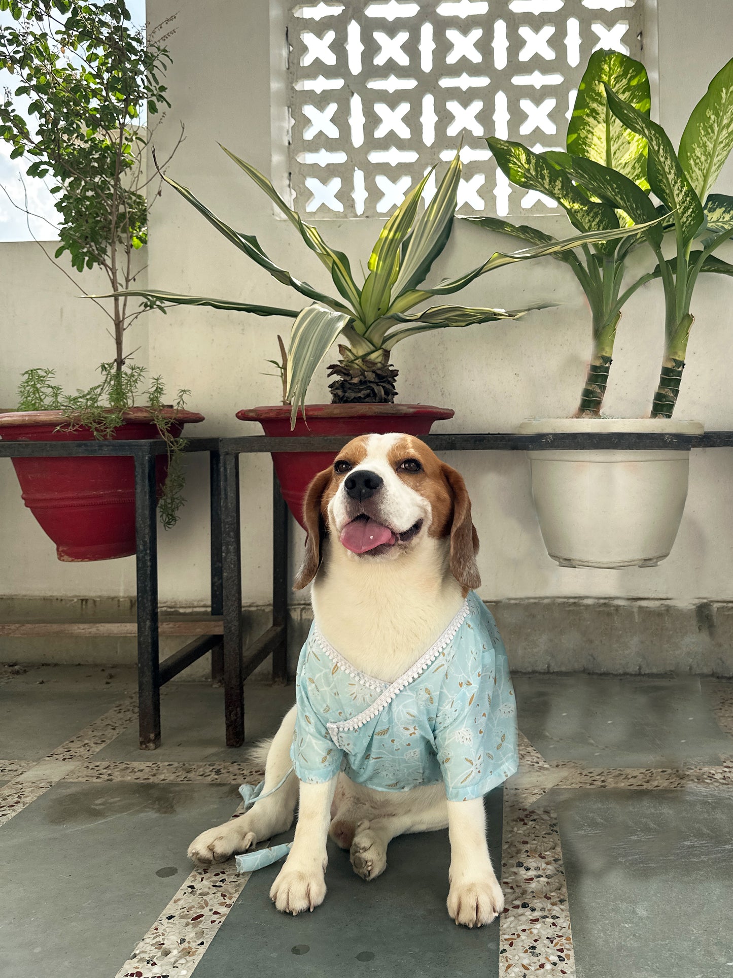 Blue Angrakha Kurta set