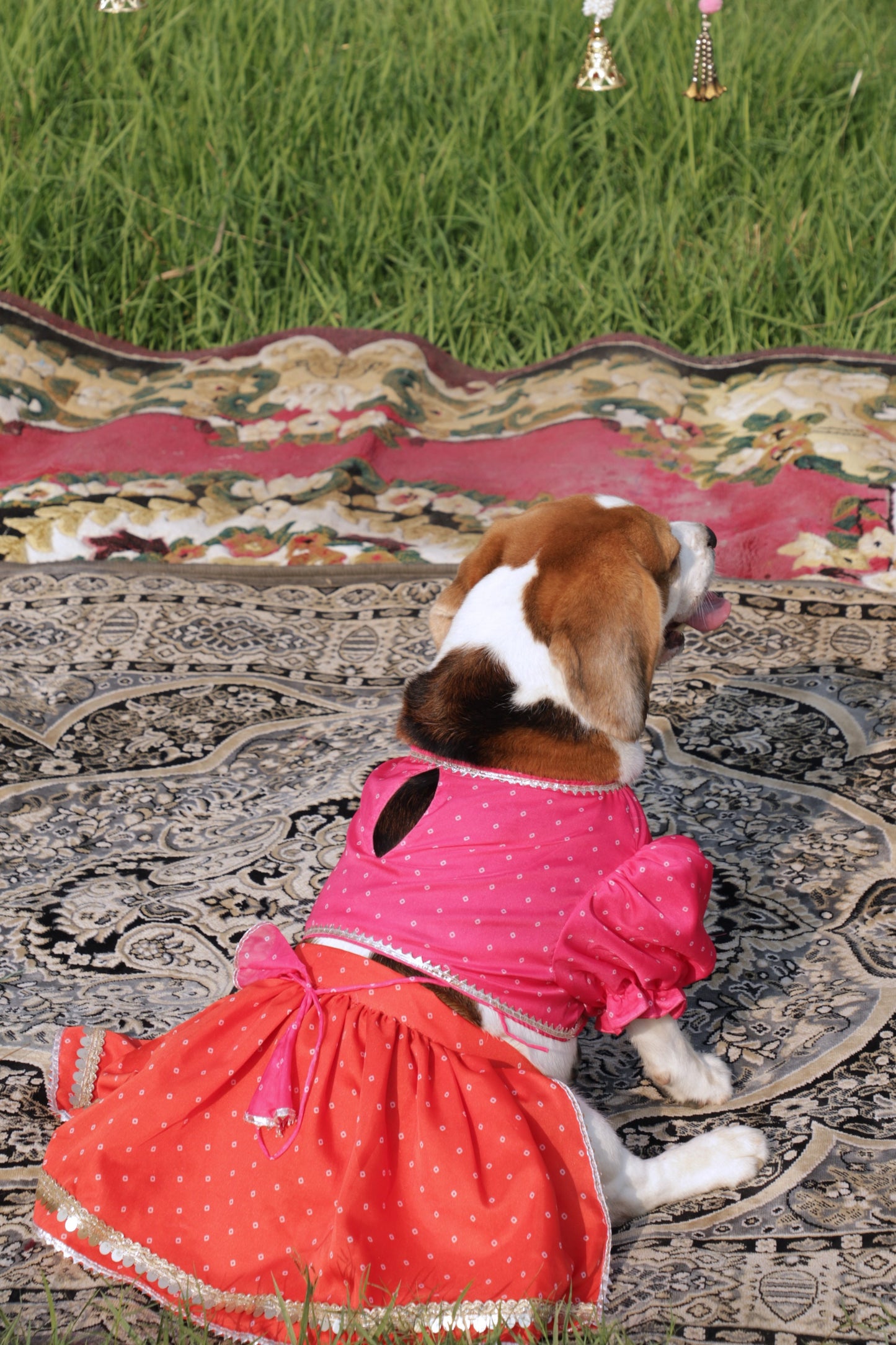 Pink-Orange Lehenga Set