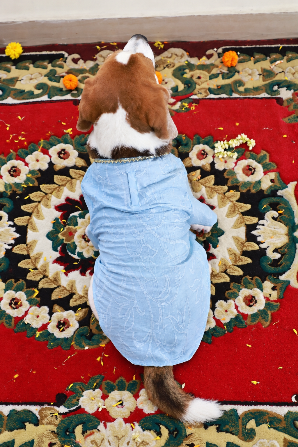 Blue Angrakha Kurta