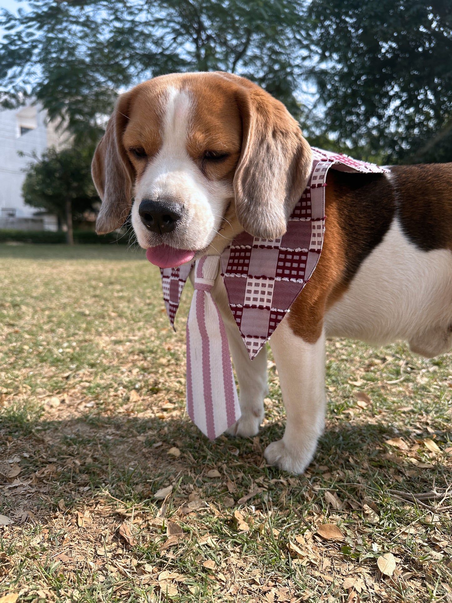 Red Checked Twinning Set