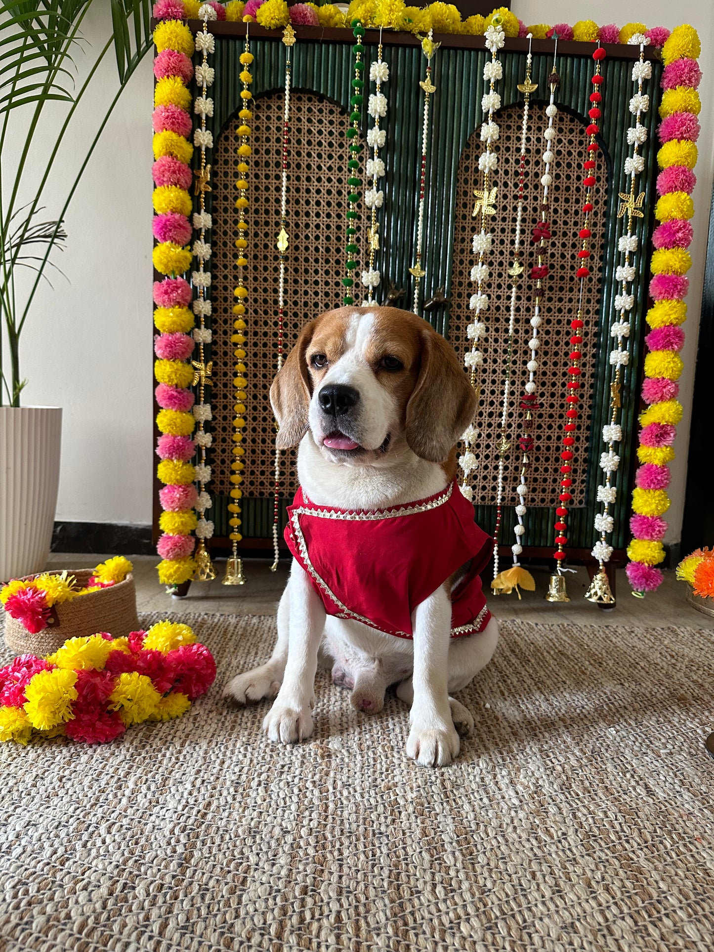 Red Nehru Jacket set