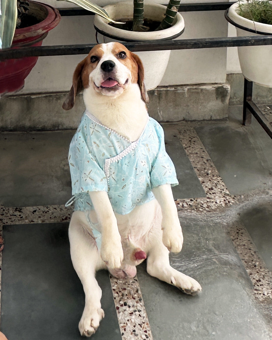 Blue Angrakha Kurta set