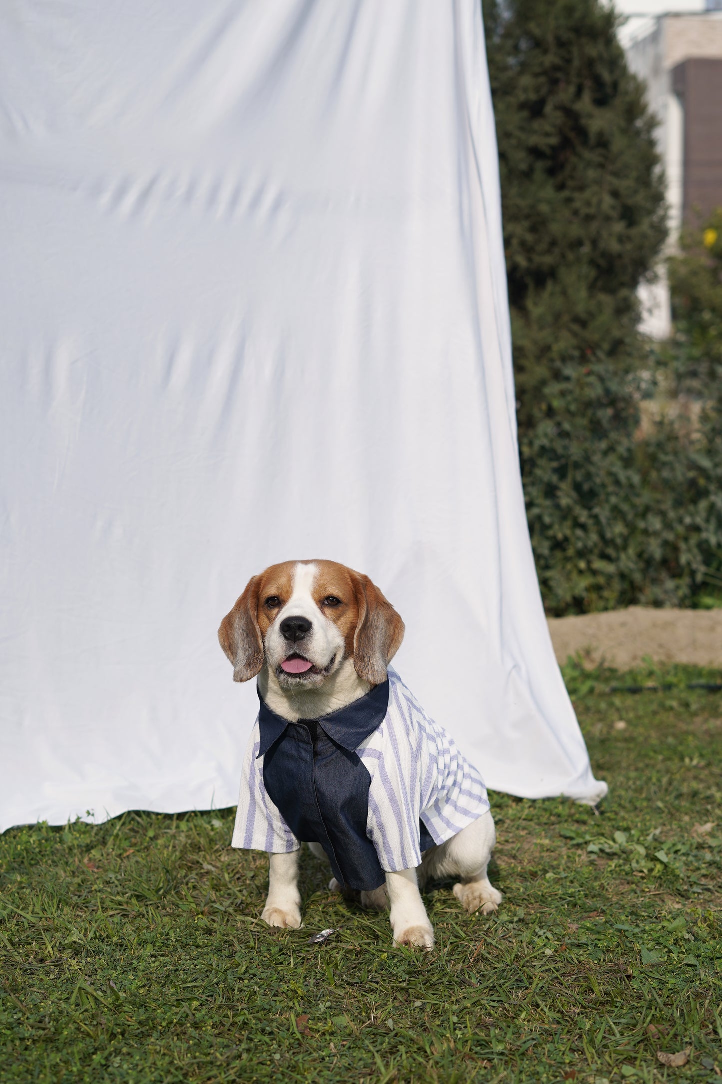 Denim Dungaree Twinning set